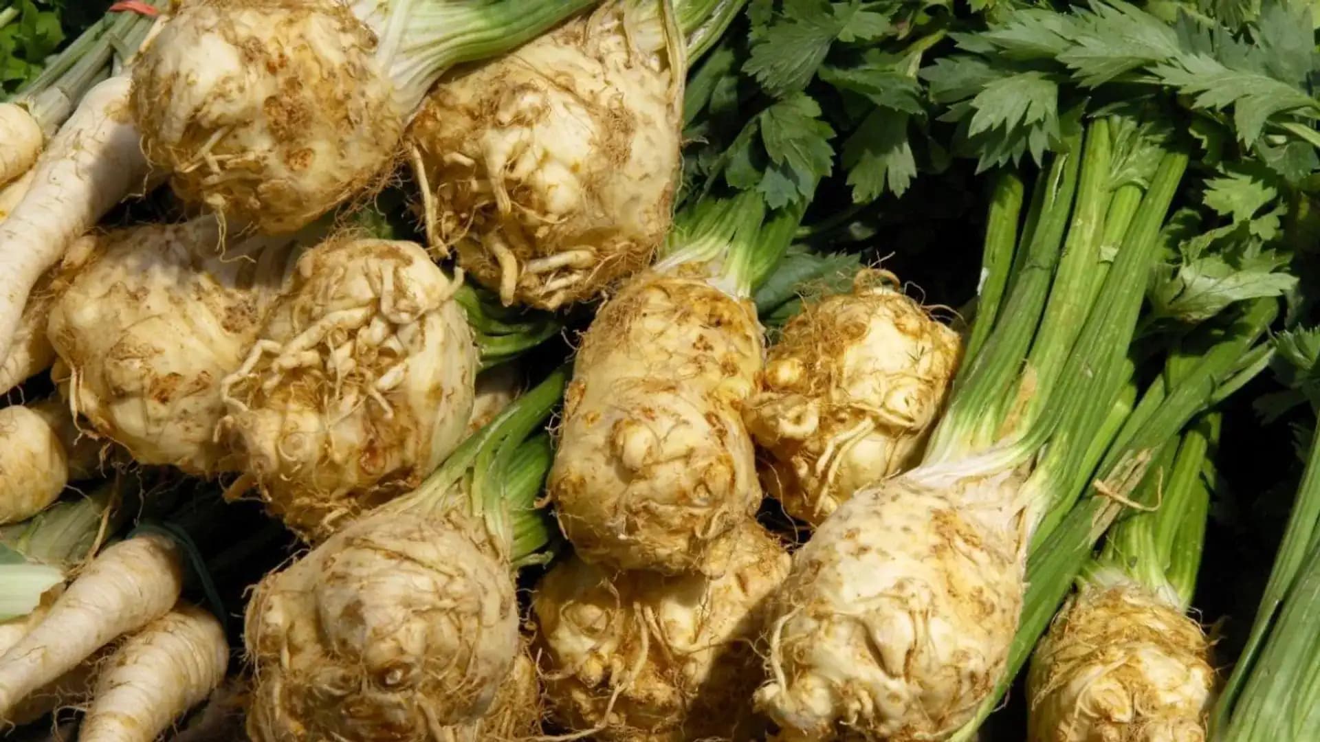 Zeler vyberám zo zeme ako posledný: Mám na to dobrý dôvod a mal by ho poznať každý záhradkár!