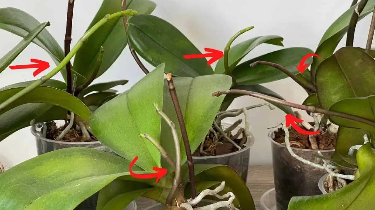 Neobvyklý, ale extrémne účinný trik, ako PREBRAŤ orchideu, ktorá nechce kvitnúť: TU je návod!