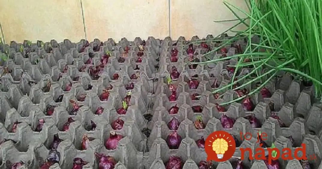 Pôda nie je potrebná, vezmite len kartón od vajec: Geniálny spôsob, ako celoročne pestovať cibuľu v byte!
