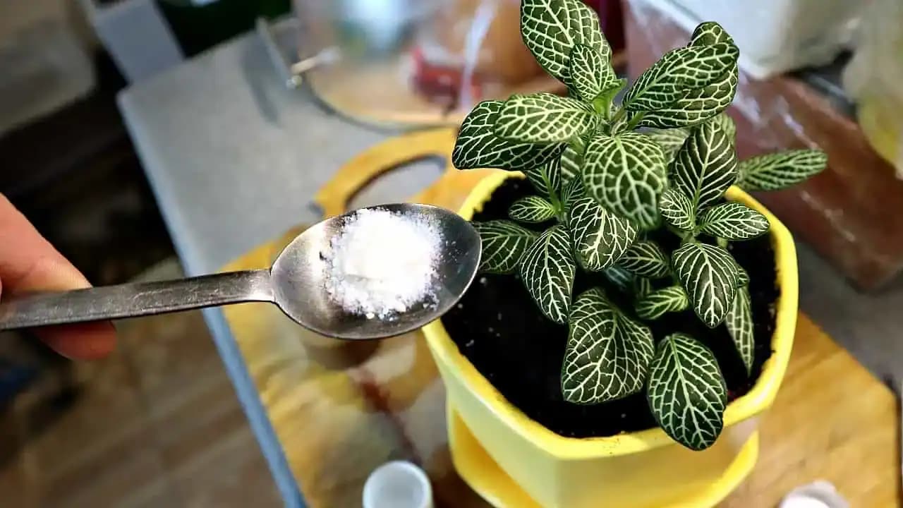 JEDNA lyžička do kvetináča a bohaté kvitnutie je ZARUČENÉ: Už mi kvitne lopatkovec, vianočný kaktus a dokonca aj tučnolist!