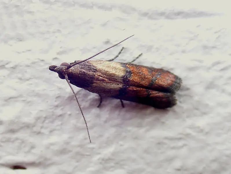 Stačí to nastriekať do skriniek a mole sa k nim viac nepriblížia: Z linky sa pratali sa ako namydlený blesk, viac som ich doma nevidela!