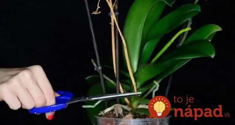Pre toto mi už mesiace nekvitla orchidea: Pestovateľ poradil zaručený spôsob, ako rozkvitnúť aj starú rastlinu!