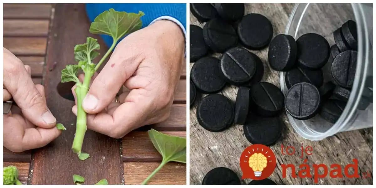 Toto je úžasný dôvod, prečo mať poruke vždy 1 balík čierneho uhlia: S rastlinami dokáže hotové zázraky a poďakuje sa vám aj vaša pleť!