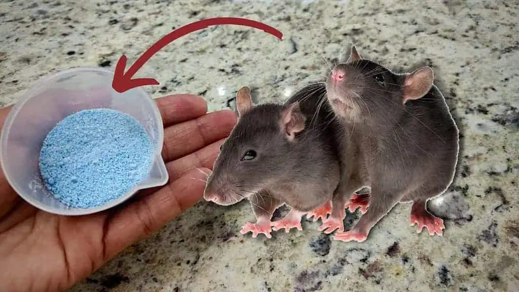 Budete potrebovať len 2 zložky a myši budú z vášho domu utekať samé!