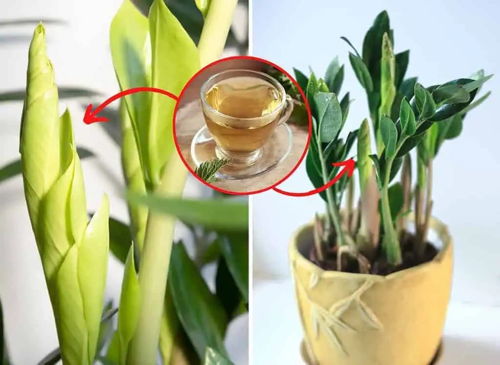 Uvarte a HNEĎ nalejte do hrnca: Zamiokulkas vyženie VEĽA nových výhonkov – môžete aj rozdávať!