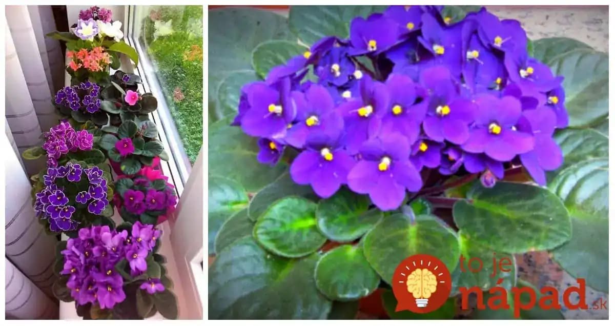 Pani Hanka má fialky ako z rozprávky, kvitnú nonstop celý rok: Toto je jej tajomstvo, môže to vyskúšať úplne každý!