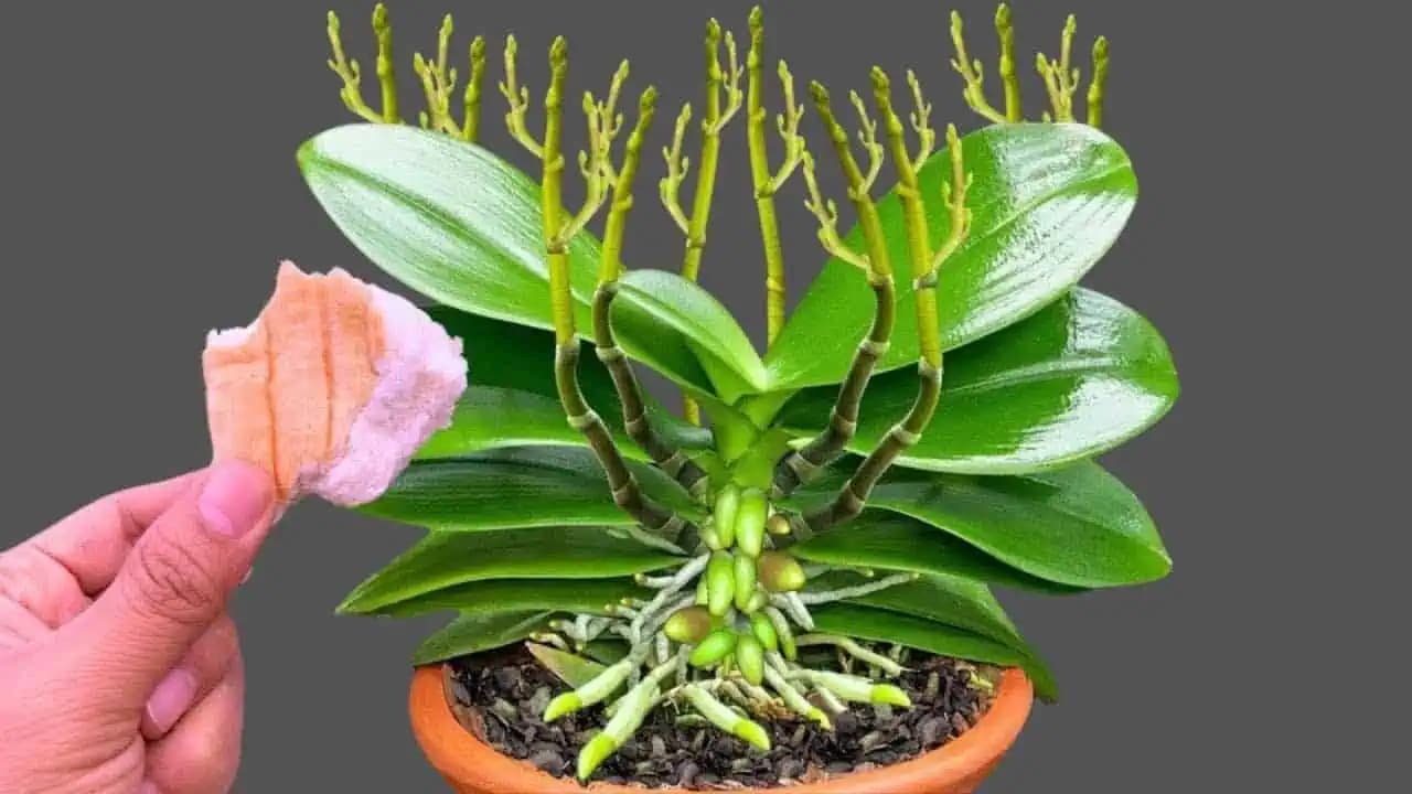 Položte 1 kus pod orchideu! Vyrastie 100 nových výhonkov a kvitne po celý rok!