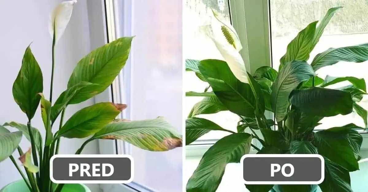 Čo robiť, aby listy ženského šťastia (Spathiphyllum) nežltli a neschli: Držte sa tohoto a o mesiac ju nespoznáte!