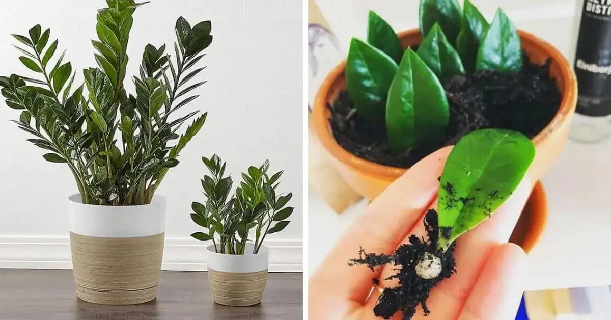 Zamiokulkas – jedna úžasná izbovka, ktorej pestovanie zvládne aj dieťa: Dajte si ju bytu a bude vás tešiť roky!