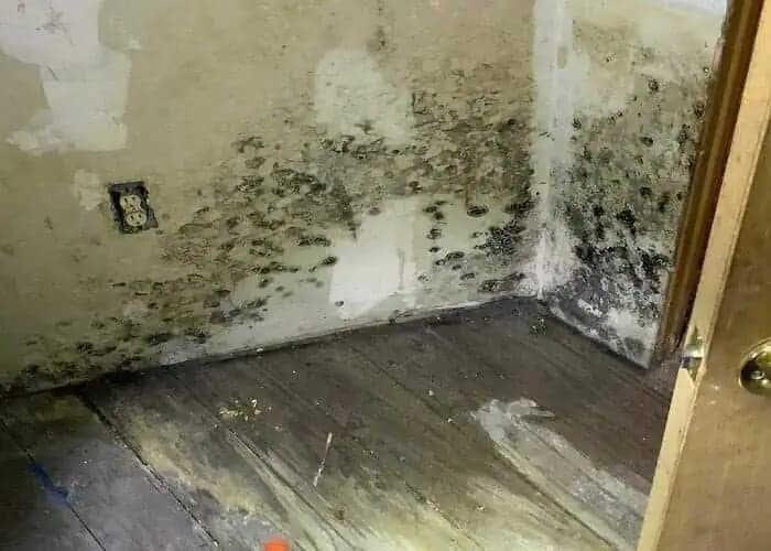 Stará RADA, ako nadobro zlikvidovať pleseň na stenách v byte: Zmizne a už sa neobjaví!