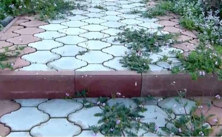 Ako sa NATRVALO zbaviť trávy a buriny na záhradných chodníkoch? Jednoduchá a efektívna metóda!