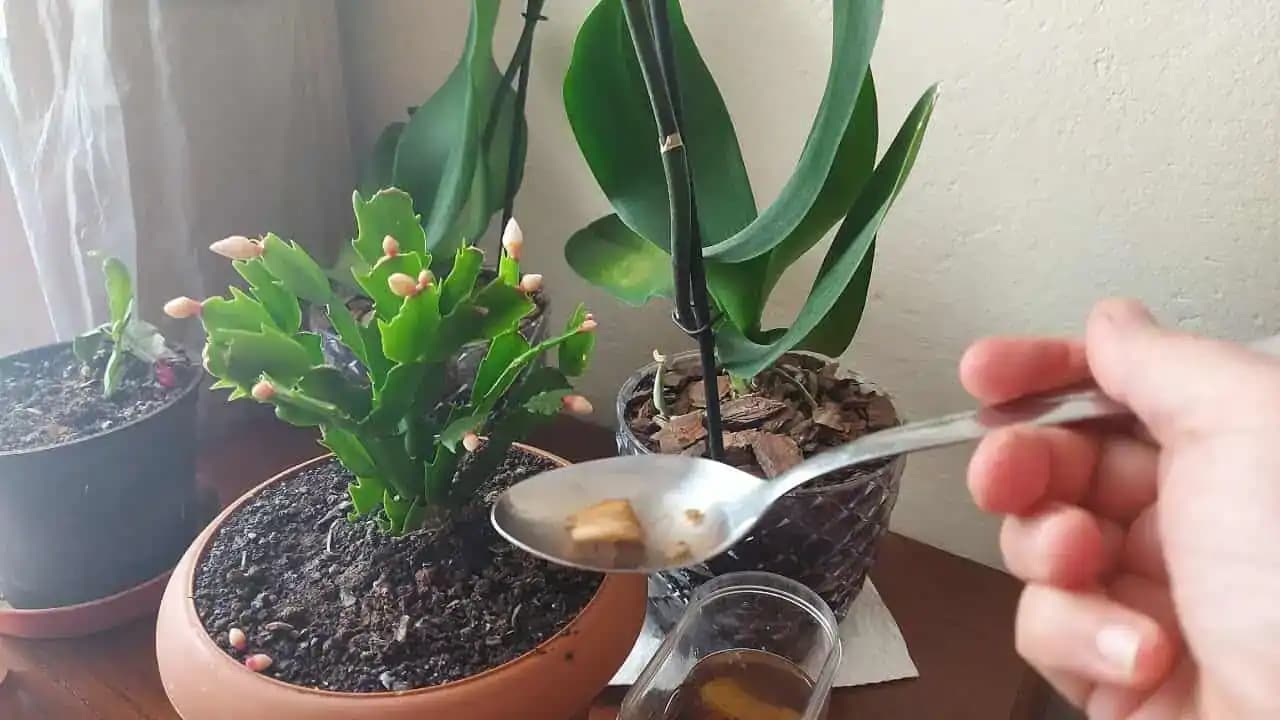 Majiteľka kvetinárstva mi poradila túto domácu výživu: Už mi rozkvitla orchidea, lopatkovec aj vianočný kaktus!