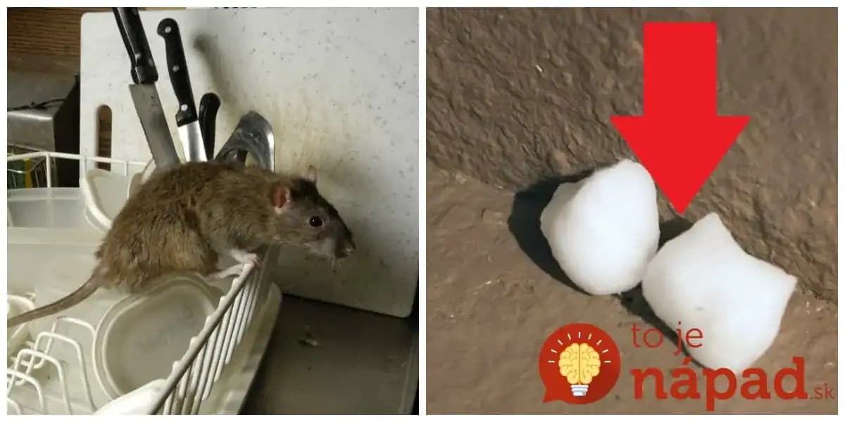 Toto zaženie myši a ďalšiu háveď ďaleko od vášho domu: Len uložíte na zem a viac sa viac sa nestaráte – efekt vydrží mesiace!