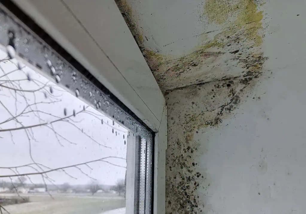 Domáci TRIK, ako sa zbaviť plesne okolo okien aj na stenách: Len nastriekam a na druhý deň pleseň nikde nie je!