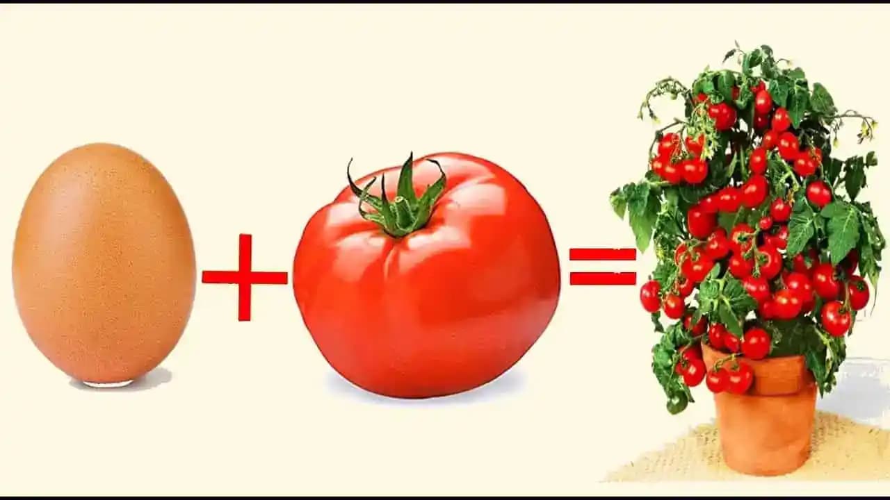 Len VAJCE, paradajka a už nikdy nebudete kupovať priesady: Perfektný trik ostrieľaných záhradkárov, úrodu budete aj rozdávať!