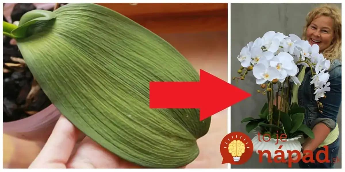 Vodu jej už vôbec nedávam: Skúsila som tento zvláštny trik, ako prebrať orchideu a po dvoch rokoch mi takto úžasne zakvitla!