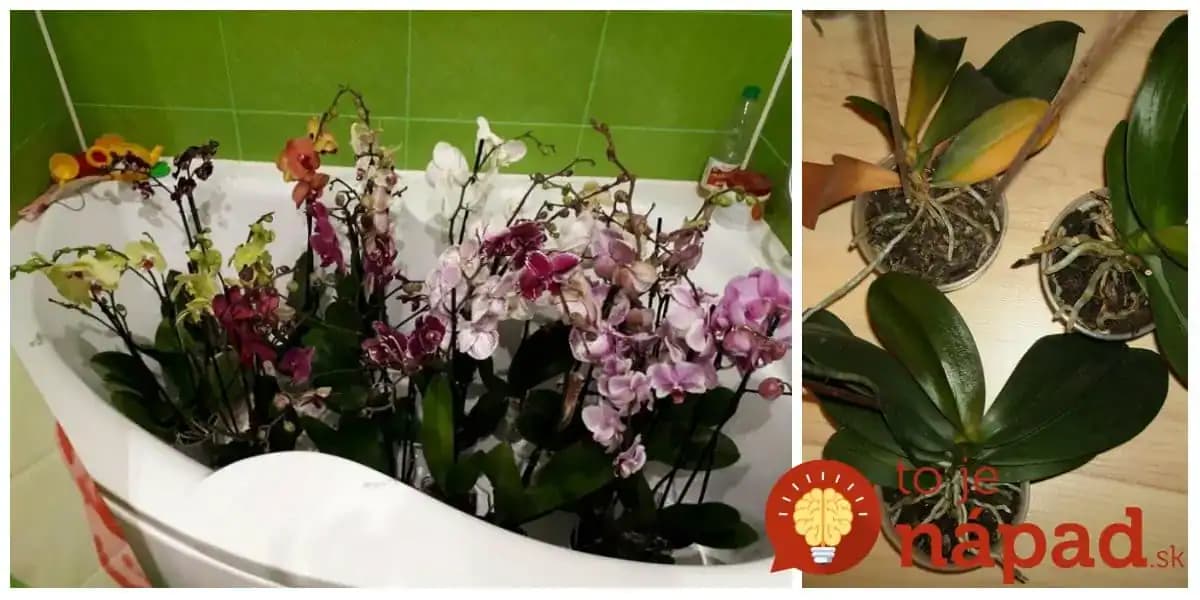 Takto prinútite orchideu, aby vám kvitla aj 3x do roka s minimálnymi prestávkami: Starý trik od skúsených pestovateľov!