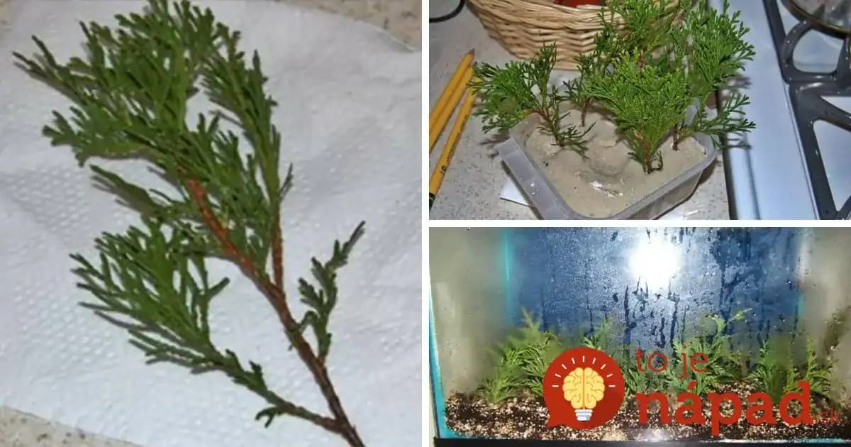 Najjednoduchší spôsob, ako rozmnožiť tuje: Môžete ich mať koľko len chcete!