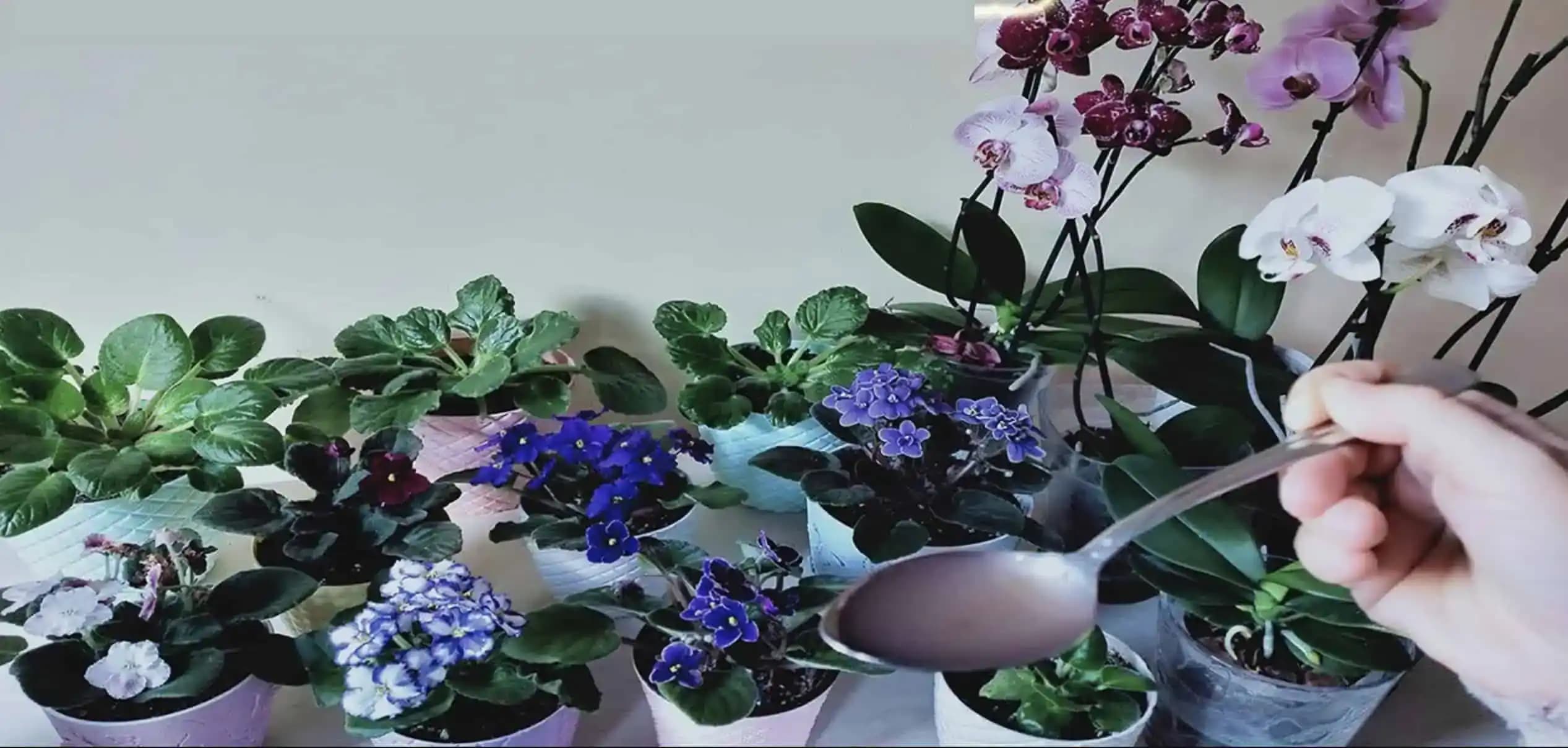 Toto dávam svojim izbovkám raz za 15 dní: Už mi rozkvitla orchidea, kalanchoe aj všetky fialky!