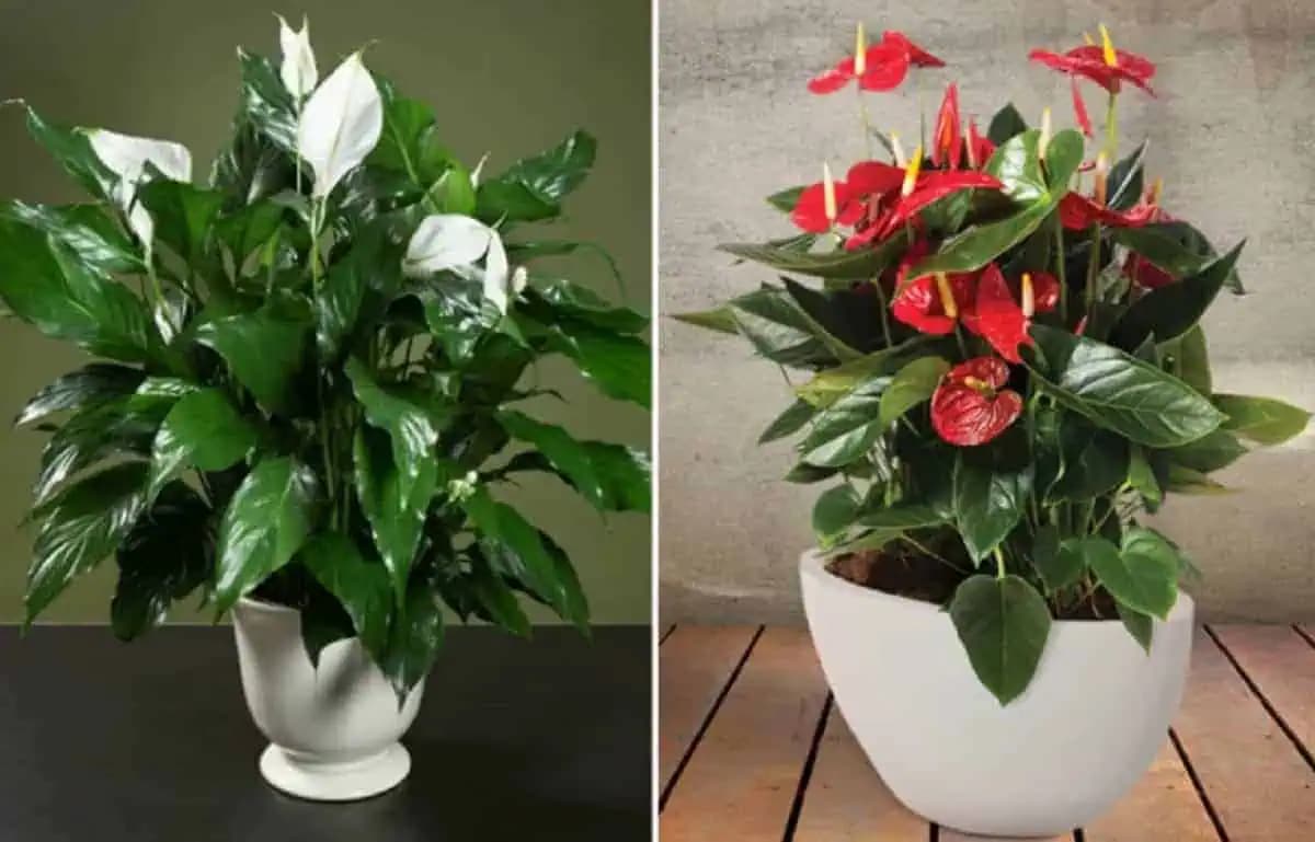 Päť izbových rastlín, ktoré musia byť v dome každej ŽENY aspoň v jednom exemplári!