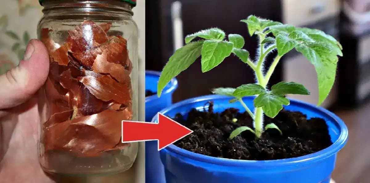 Sadenice rastú 3x rýchlejšie, sú silné a žiadne choroby: Zabudnite na hnojivo z obchodu, stačí poznať tento RECEPT!