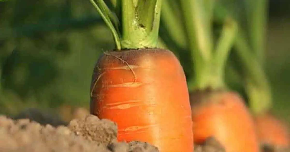 Keď idem siať mrkvu, vždy sa držím tejto rady od mojej starkej: Už roky mám takú úrodu, že mi ju chodia obdivovať všetci susedia!