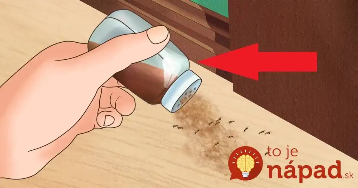 Všetku háveď to vyženie z vášho domu: Najlepšia rada, ako udržať byt bez hmyzu a myší na celé mesiace!