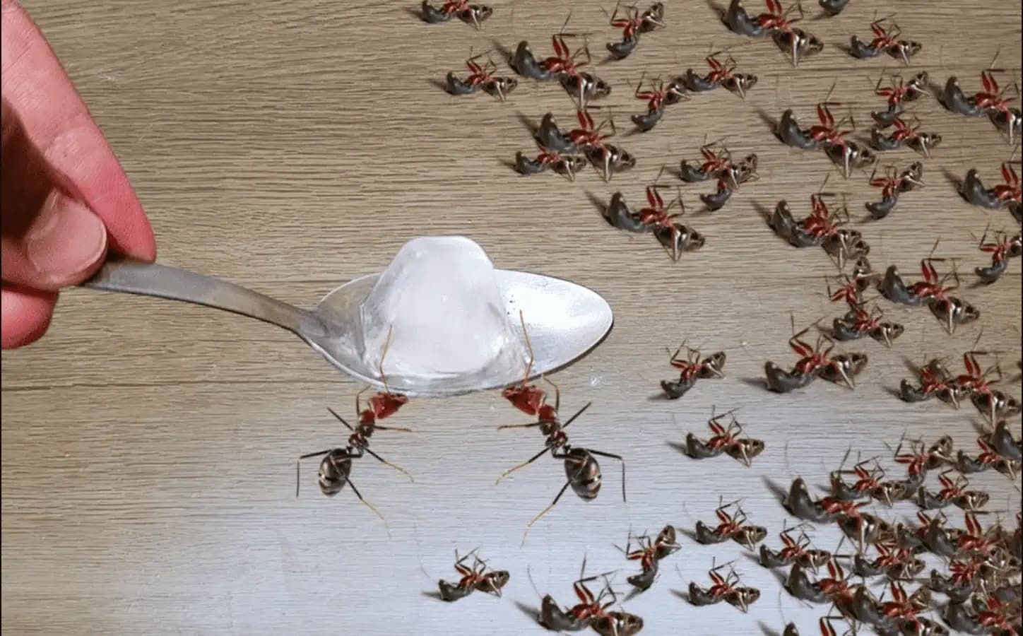 ABSOLÚTNY likvidátor mravcov v dome aj v záhrade: Zmiznú raz a navždy!
