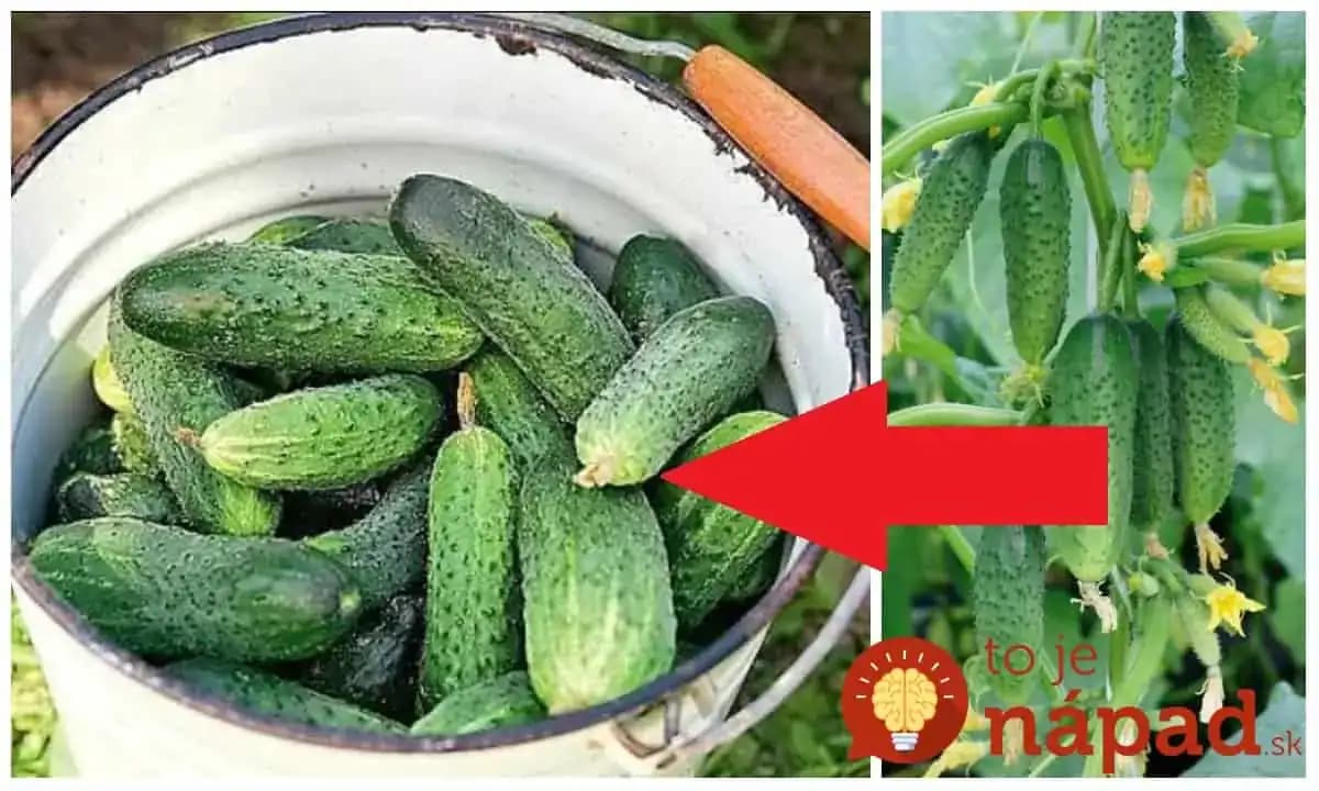 Rada pre všetkých, ktorí sa chystajú pestovať uhorky: Pri vysievaní sa držte tohoto PRAVIDLA a nebudete vedieť, čo s  úrodou!