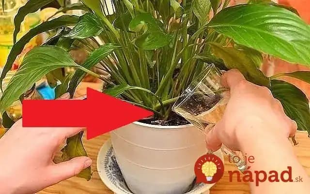 Finta záhradkárov, ako zachrániť umierajúce izbovky: Dajte im ku koreňom TOTO a ožijú doslova pred očami!