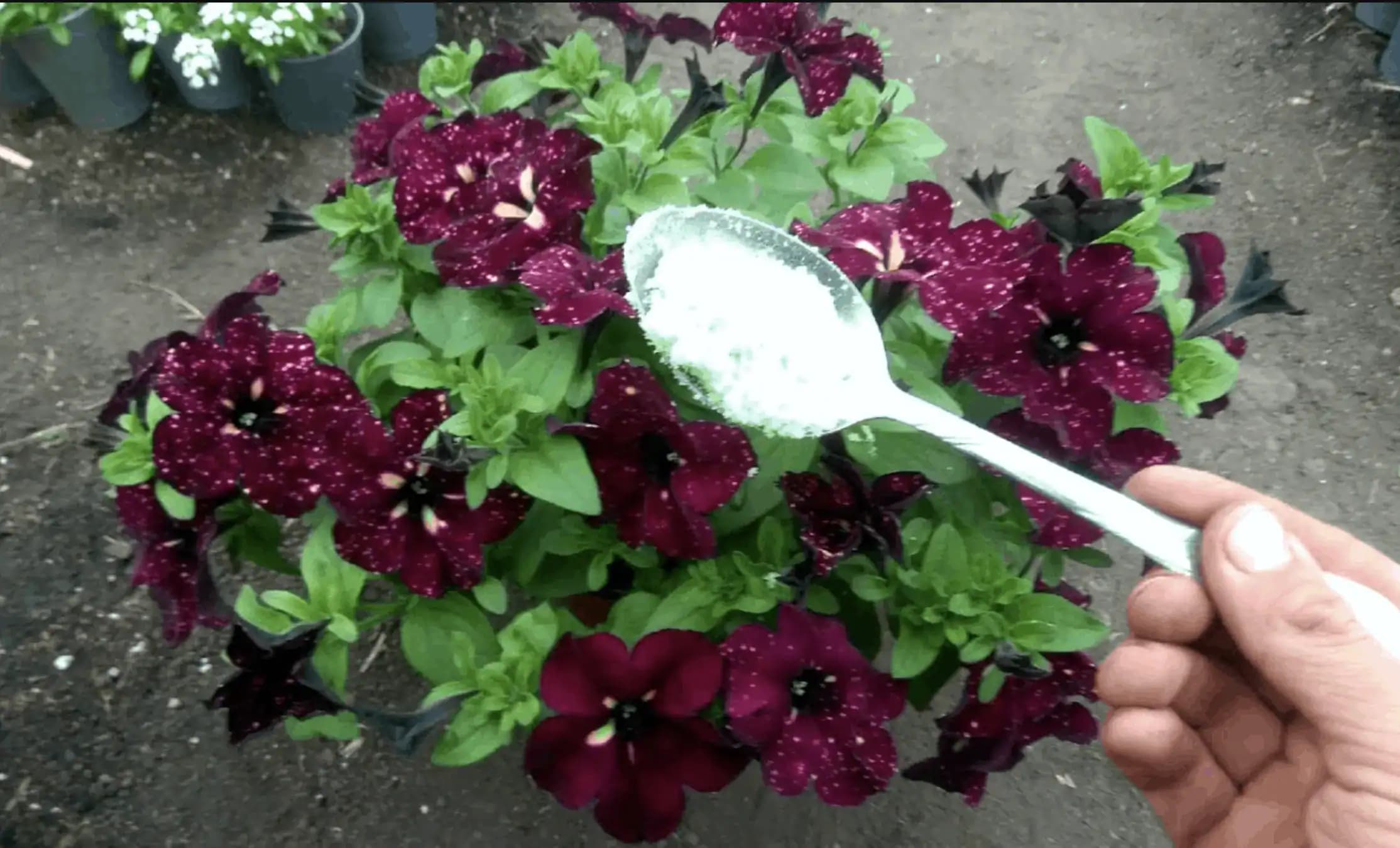 1 lyžička a svoje kvety nespoznáte: Zázrak pre paradajky, proti hávedi a pre nádherné muškáty – 1 balík vystačí na 4 sezóny!