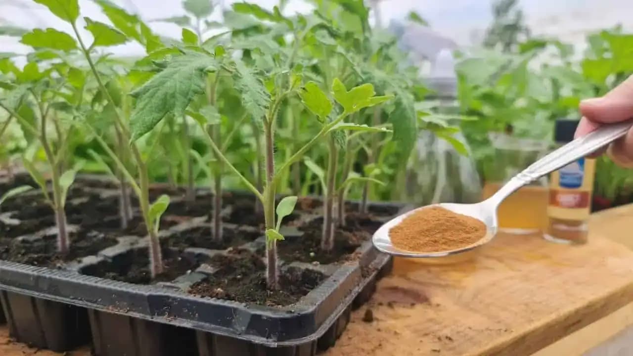 Moje priesady majú hrubé stonky, silné korene a nepoznajú pleseň ani choroby: Stačí pridať 1 lyžičku vody!