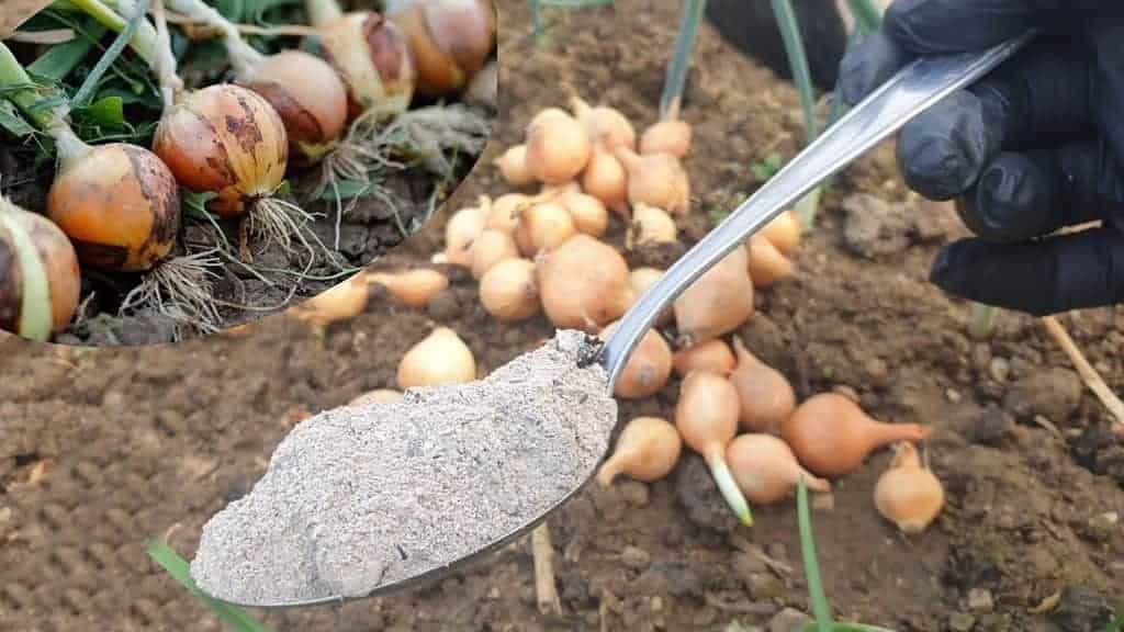 Toto robím pri sadení CIBULE už roky – plody sú veľké, zdravé a nemusím riešiť pleseň ani choroby!