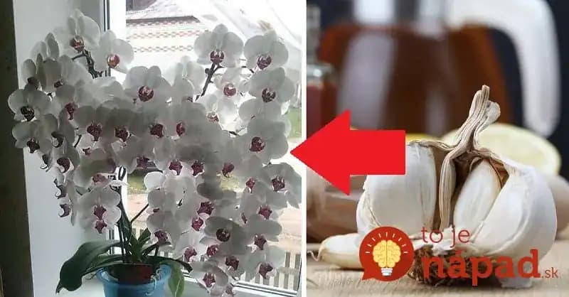 Cesnak je pre orchideu hotovým zázrakom: Ak vám dlho nekvitla, vezmite 3 strúčiky a skúste tento tip, čoskoro sa objavia prvé puky!