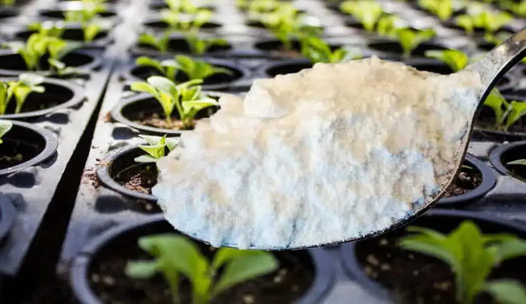 3 lyžice nasypte rovno do kvetináča a sadeničky doslova vystreľujú z pôdy: Zázrak pre paradajky, papriky aj uhorky!