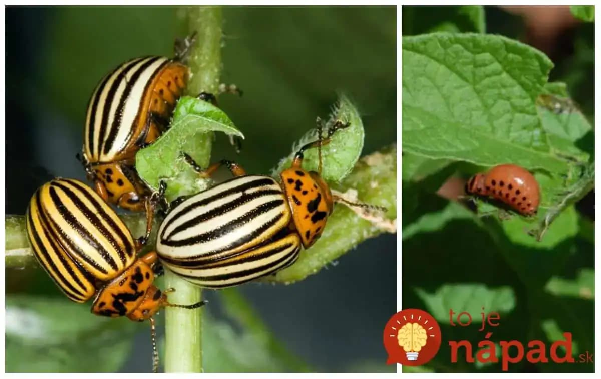 Toto radím všetkým, ktorých nebaví zberať mandelínky ručne: Nakŕmte ju týmto voňavým zlatom a poberie aj s mladými!