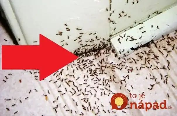 Myslela som, že to zlikviduje len mravce, ale zmizli aj pavúky aj mole – zázračný účinok: Toto majte celý rok poruke!