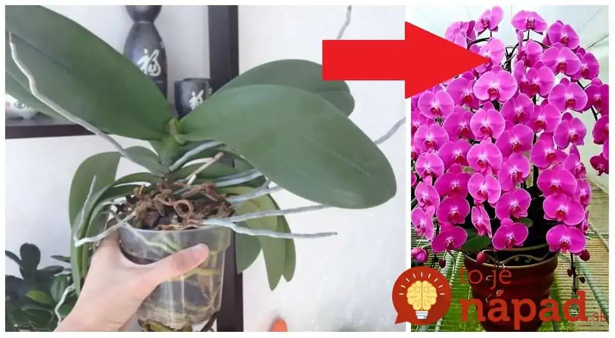 Orchidey pestujem už 17 rokov a toto je zaručený spôsob, ako ich vždy prinútim kvitnúť na maximum: Zlepšovák, ktorý funguje už roky!