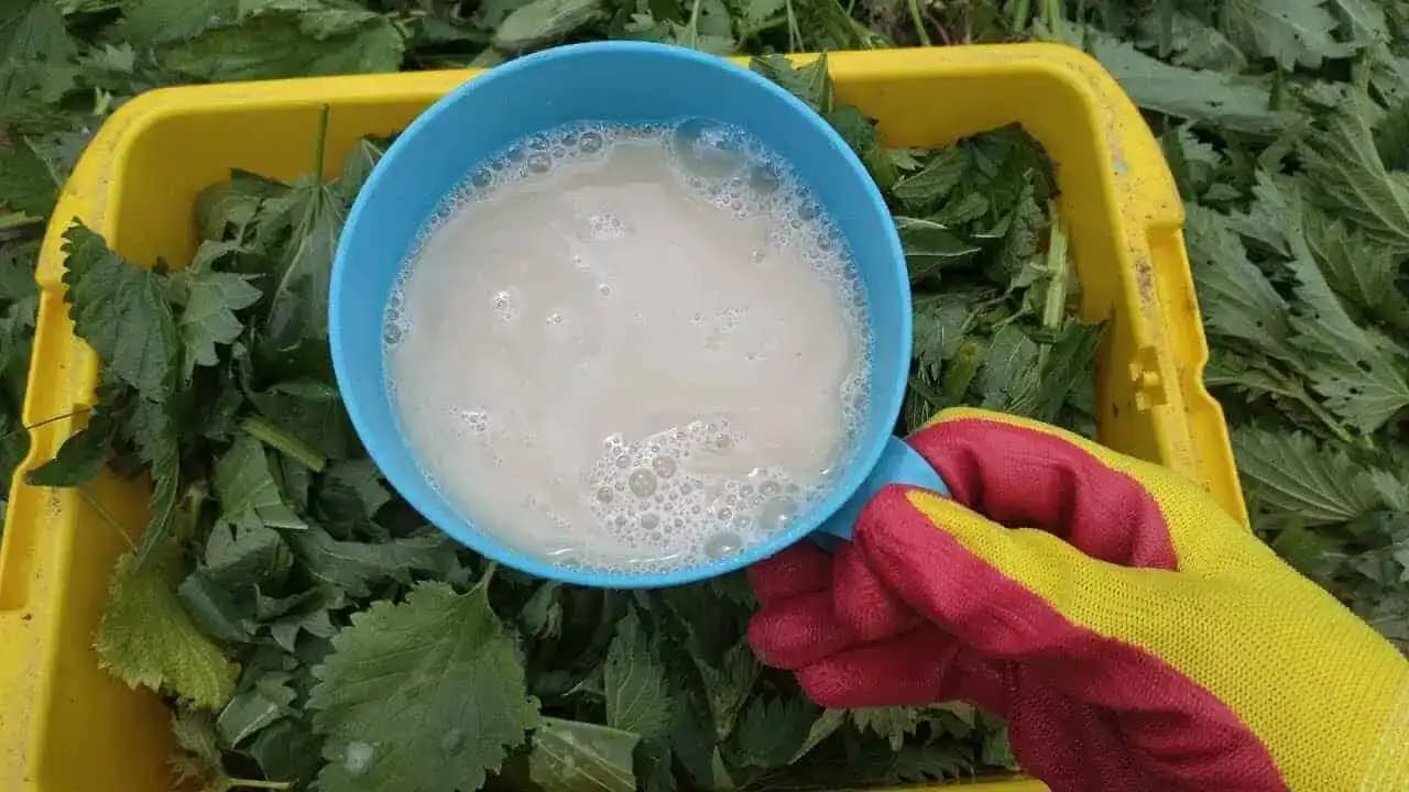 Uhorky, rajčiny aj paprika rastú ako divé: Stačí naliať tento zázrak priamo ku koreňom a svoju úrodu nespoznáte!