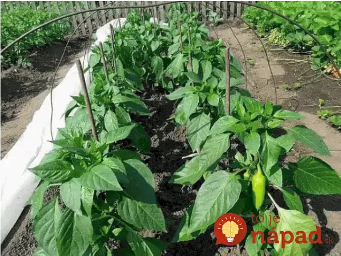 Myslite na to, keď budete sadiť a v lete nebudete vedieť čo s úrodou! Tajomstvo bohatej úrody papriky v tomto roku!