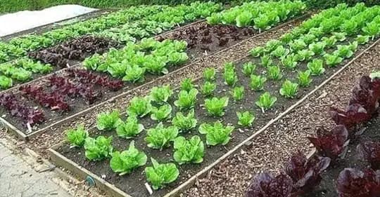 Obyčajná sóda bikarbóna je poklad pre každého záhradkára: 1 balík vystačí na celú sezónu, ten účinok je na nezaplatenie!