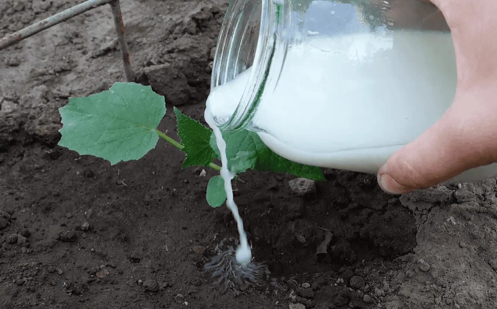 Po tomto vám porastú uhorky ako divé: Len 2 prísady za pár centov, voda a svoju úrodu nespoznáte!