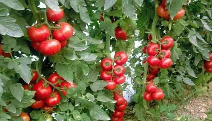 Ešte nikdy som nezbieral toľko paradajok: Môj svokor mi povedal tajomstvo bohatej ÚRODY paradajok!