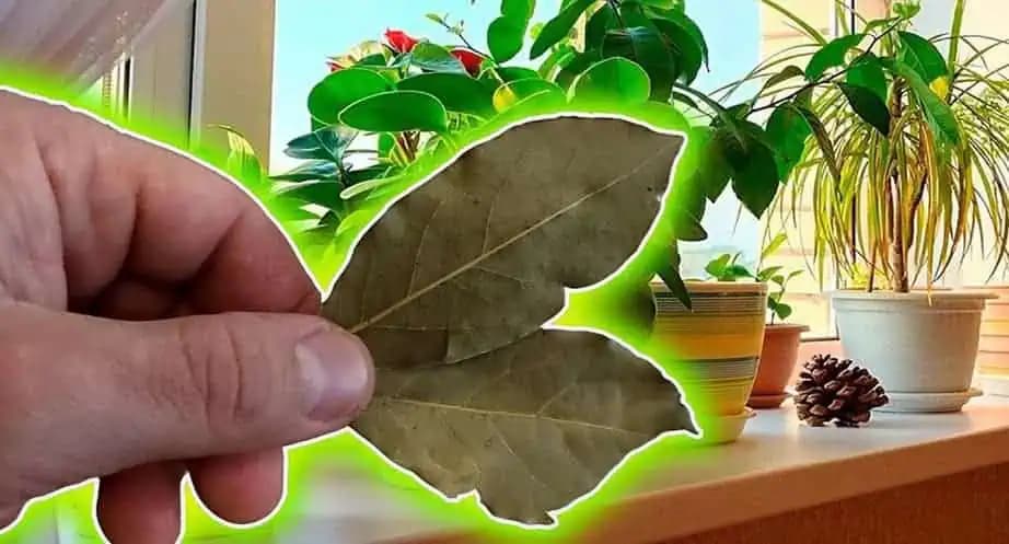 Toto je dôvod, prečo TREBA dať do kvetináča bobkový list: Vedeli to už naše babičky!