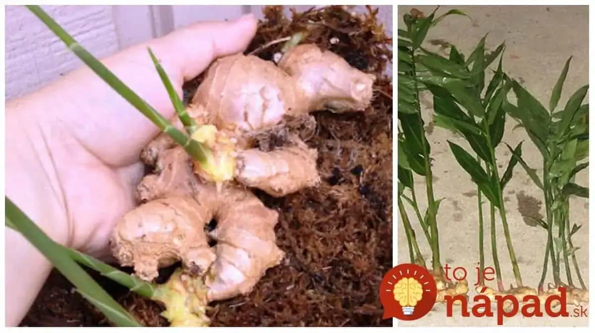 Teraz ho nestíhame míňať: Konečne som vypestovala zázvor doma, pomohla mi rada pani zo záhradkárstva!