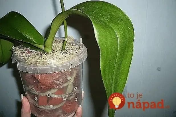 Toto je jediný správny spôsob, ako prebudiť k životu aj staršiu orchideu: A už nemusíte zháňať drahé hnojivá a výživu z obchodu!