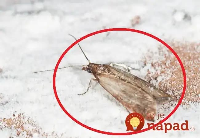 Máte doma mole? Triky, ako sa ich natrvalo zbaviť a zabrániť ich návratu!