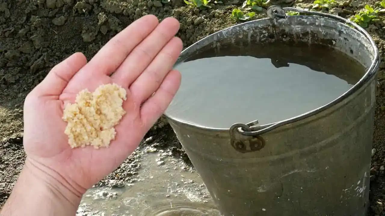 Keď pridám do vody TOTO, všetky rastliny rastú ako divé: Tajomstvo bohatej úrody, rajčín, uhoriek a krásnych izboviek!