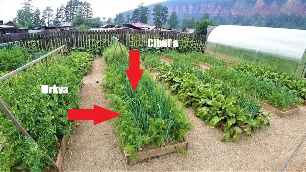 Najlepšia rada, ako na jar vysadiť zeleninu v záhrade: Držte sa toho a bohatá úroda vás zaručene neminie!