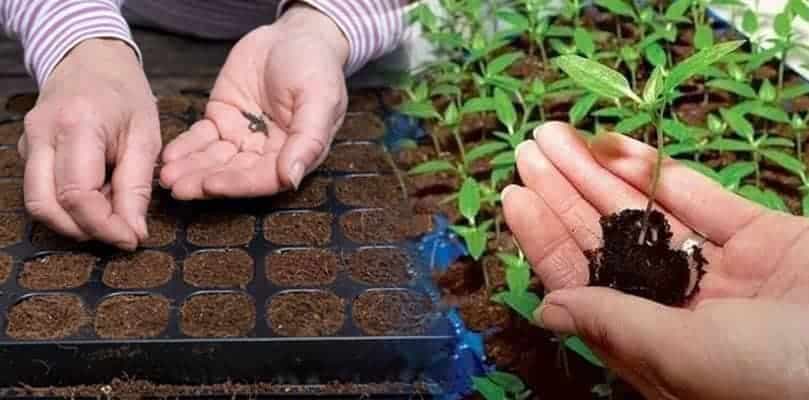 Pestovateľ nám dal KOMPLETNÝ zoznam sadeničiek, ktoré treba sadiť vo FEBRUÁRI: Návod, ako postupovať!